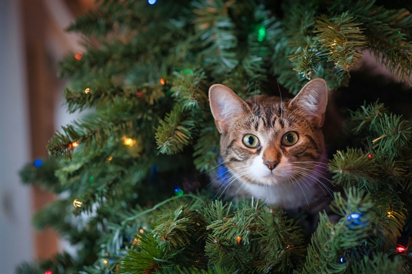 Festive Felines Our Ultimate Christmas Cat Gift Guide